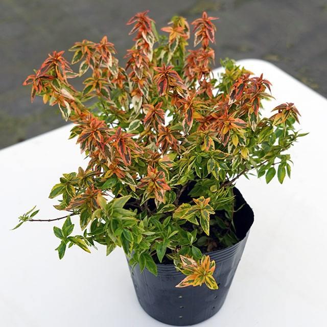 アベリア 苗 カレイドスコープ 登録品種 4号ポット苗 Tn06 006n05p 01 苗木の専門店 グリーンでgo 通販 Yahoo ショッピング