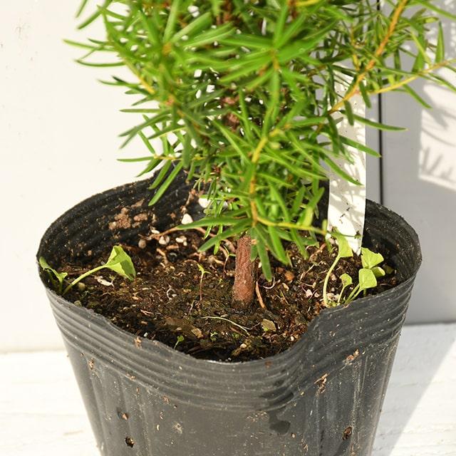 イチイ 苗 【イチイ】 約0.4m ポット苗 : 苗木の専門店 グリーンでGO