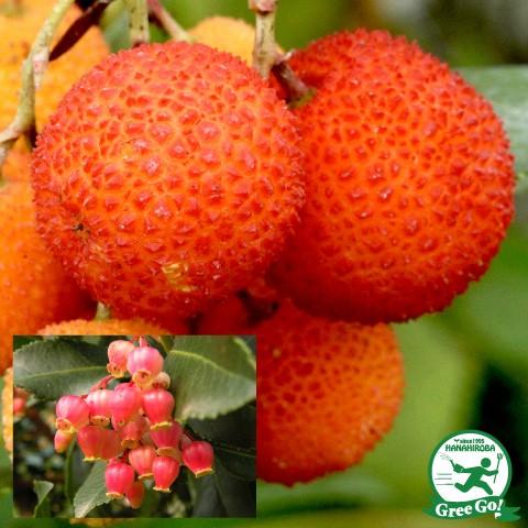 送料無料 イチゴノキ 苗 ヒメイチゴノキ ストロベリーツリー 赤花 ポット苗 ニーム小袋付き 北海道 沖縄は送料無料適用外です Tn06 013n999 01 Sm 苗木の専門店 グリーンでgo 通販 Yahoo ショッピング