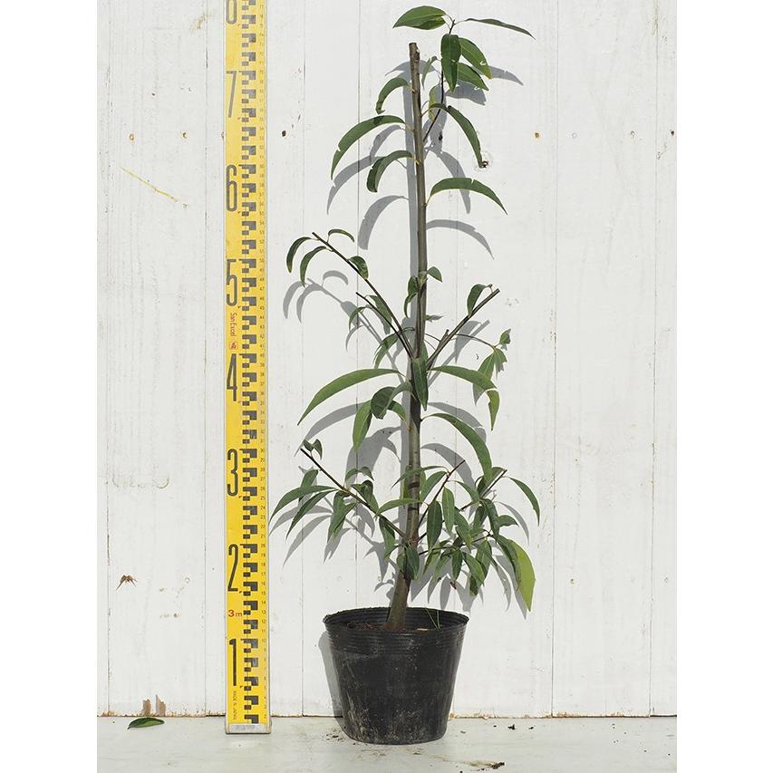 送料無料 ウラジロガシ 苗 樫の木 ウラジロガシ 3 5号ポット苗 ニーム小袋付き 北海道 沖縄は送料無料適用外です Tn06 0n001 01 Sm 苗木の専門店 グリーンでgo 通販 Yahoo ショッピング