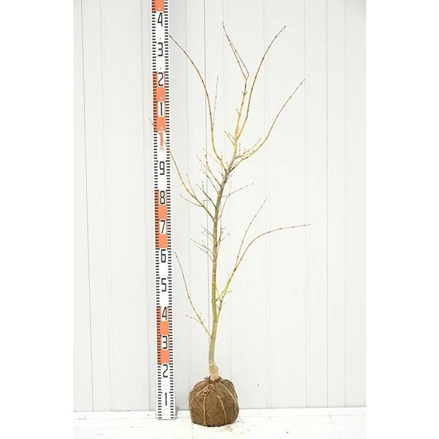 もみじ 苗木 【鴫立沢 （しぎたつさわ）】 1.4m 根巻き苗 : 苗木の専門