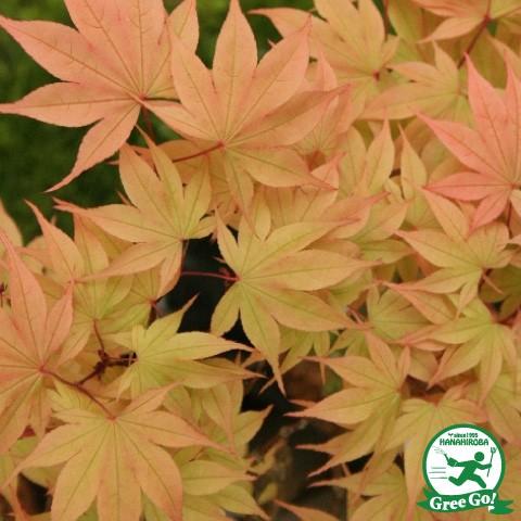 もみじ 苗木 【大盃 （おおさかずき）】 約1.0m 根巻き苗 : 苗木の専門