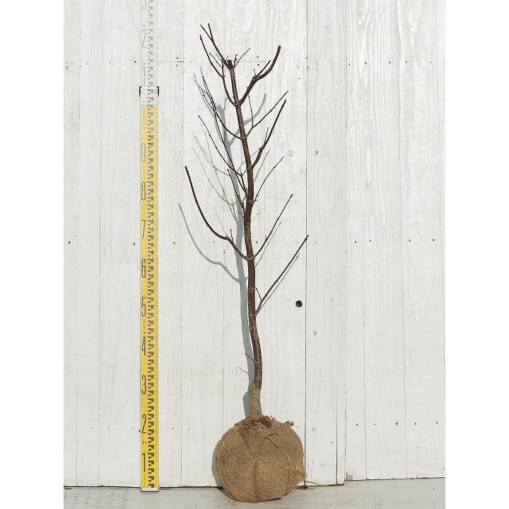 もみじ 苗木 【しだれもみじ 流泉 （りゅうせん）】 約1.0m 根巻き苗