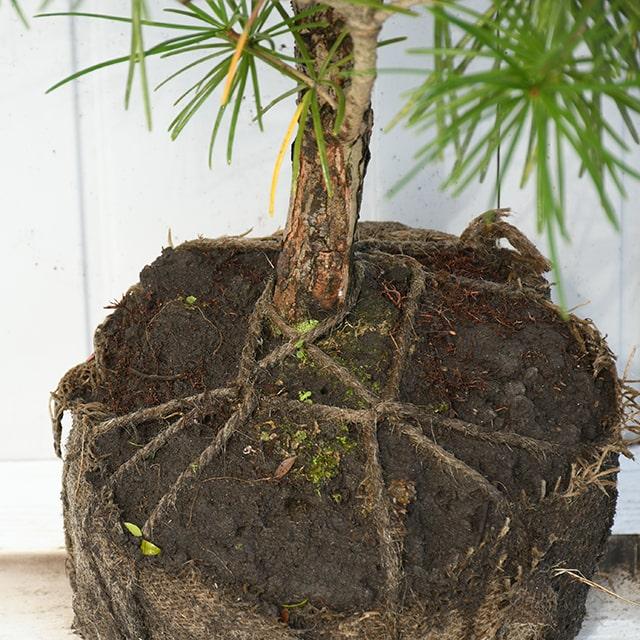 高野槙 苗 【コウヤマキ】 約1.3m 根巻き苗 : 苗木の専門店 グリーンで