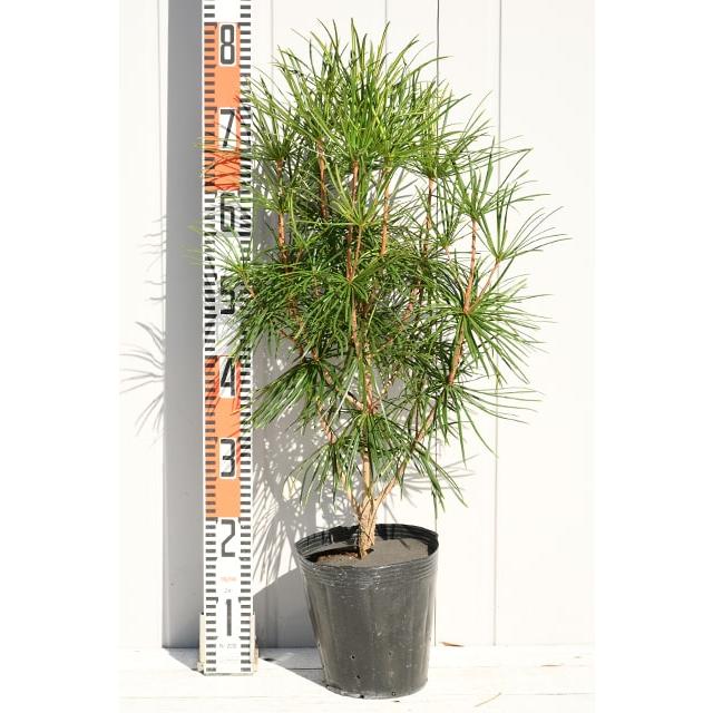 送料無料 送料無料 高野槙 苗 コウヤマキ 約1 2m 根巻き苗 ニーム小袋付き 北海道 沖縄は送料無料適用外です Tn06 076n140 01 Sm 苗木の専門店 グリーンでgo 通販 Yahoo ショッピング 送料込 Jeannesauve Org