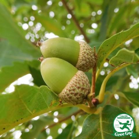 送料無料 どんぐりのき 苗 コナラ 1年生 実生苗 ニーム小袋付き 北海道 沖縄は送料無料適用外です Tn06 080n001 01 Sm 苗木の専門店 グリーンでgo 通販 Yahoo ショッピング