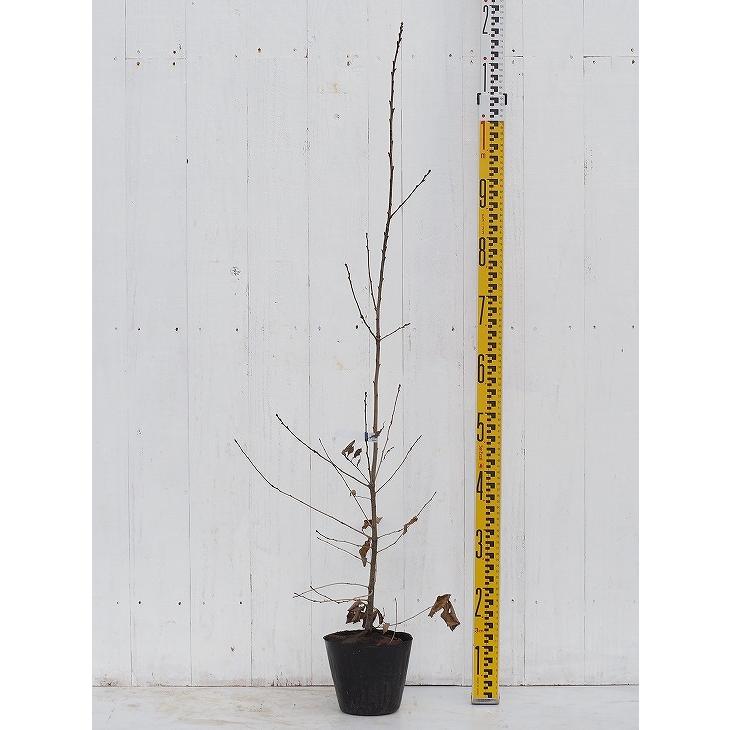 どんぐりのき 苗 【コナラ】 1年生 実生苗 : 苗木の専門店 グリーンで