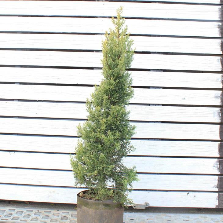 サルフレア：コニファー 大苗