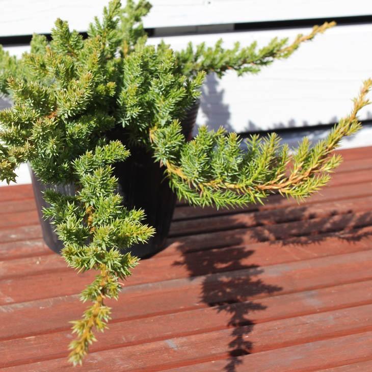 健康的なコニファー 苗木 コニファー 苗 【プロカンベンスナナ （這い性）】 5号ポット苗 : 苗木