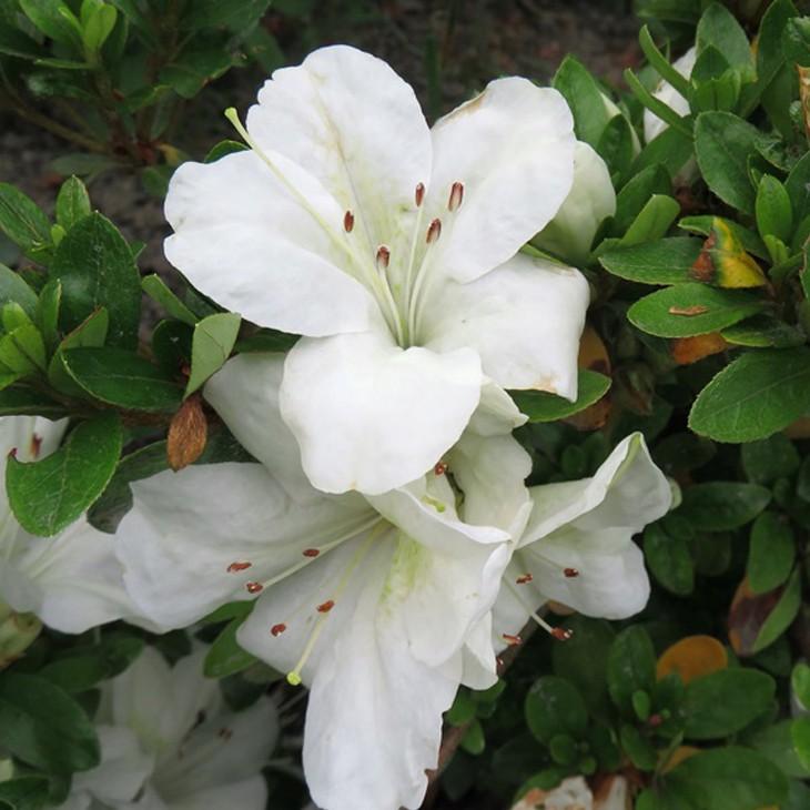 さつき 苗 博多白 はかたしろ 4号ポット苗 Tn06 113n04p 01 苗木の専門店 グリーンでgo 通販 Yahoo ショッピング