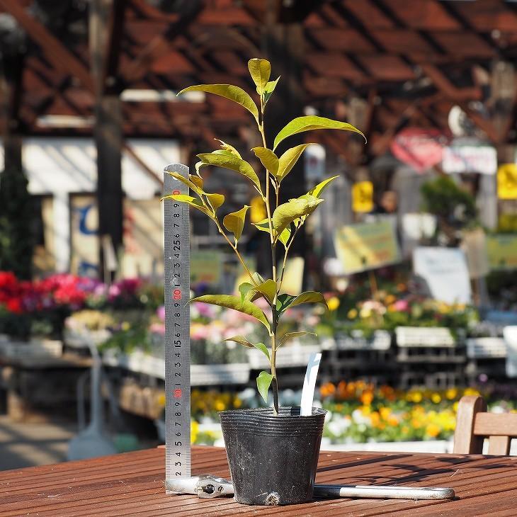 どんぐりのき 苗 【スダジイ】 1年生 実生苗 : 苗木の専門店 グリーン