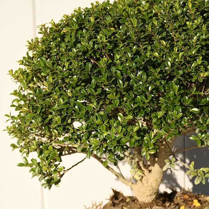 植木 ツゲ 苗 【キンメツゲ 玉仕立て】 約0.4m 根巻き苗 : 苗木の専門