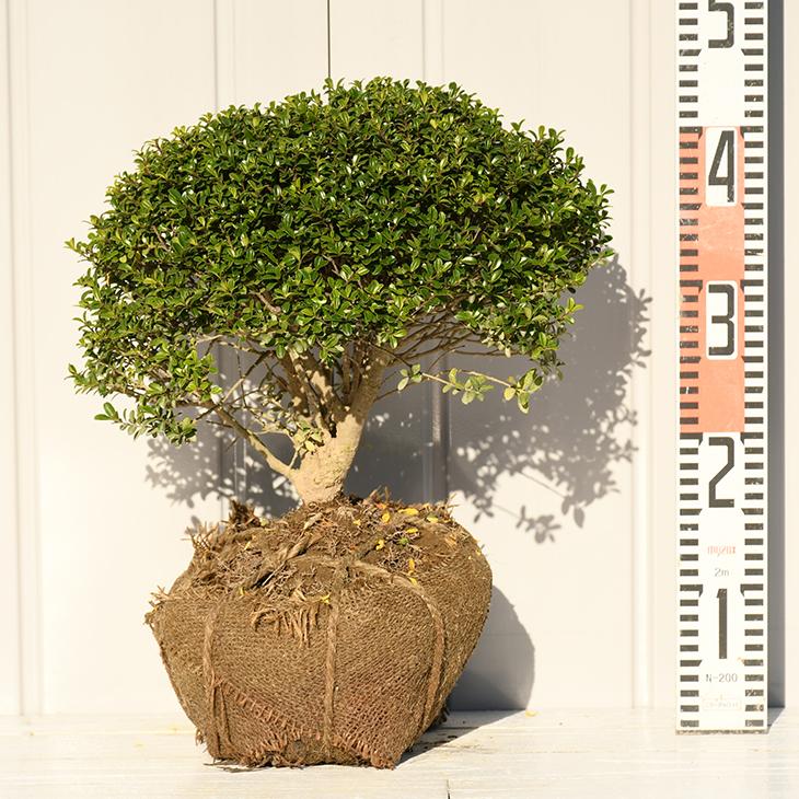 植木 ツゲ 苗 【キンメツゲ 玉仕立て】 約0.4m 根巻き苗 : 苗木の専門