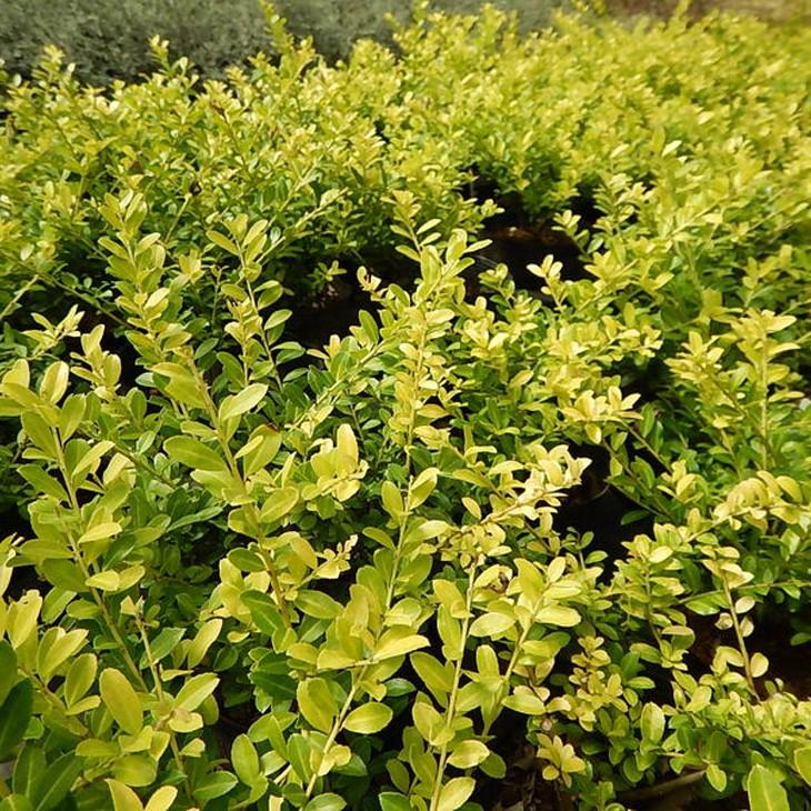 植木 ツゲ 苗 イヌツゲ 日本初の 最安値に挑戦 ゴールデンジェム 矮性 4号ポット苗