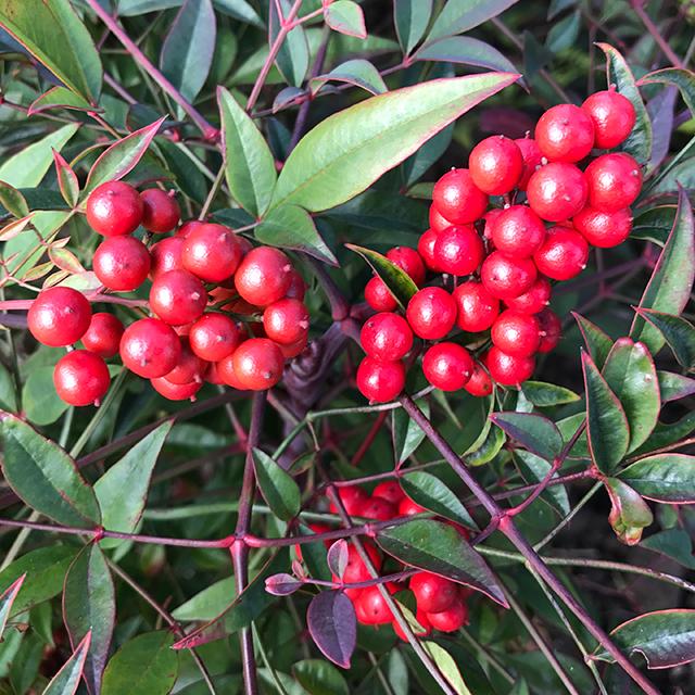 南天 苗 赤実 ナンテン 根巻き苗 Tn06 159n998 01 苗木の専門店 グリーンでgo 通販 Yahoo ショッピング