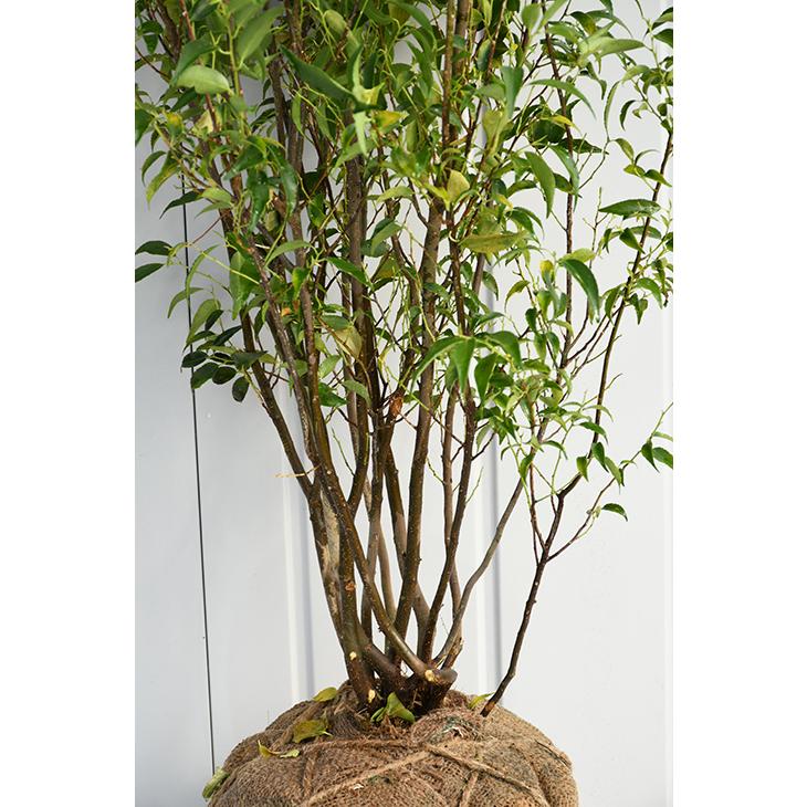 山採り　ハイノキ/ 1039 山採り ハイノキ/ 1039 楽天市場】【現品】山採り【ハイノキ】株立ち