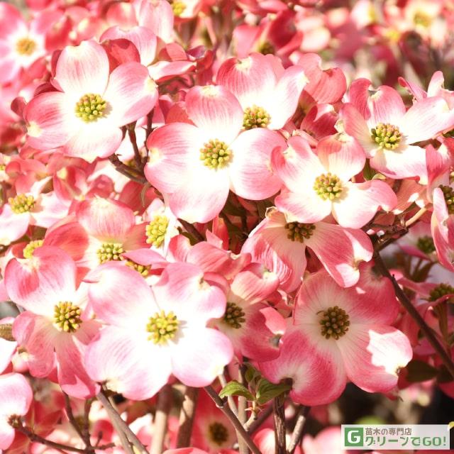ハナミズキ ピンク 苗木 ハナミズキ ピンク花 接ぎ木 根巻き苗 Tn06 168t998 01 苗木の専門店 グリーンでgo 通販 Yahoo ショッピング