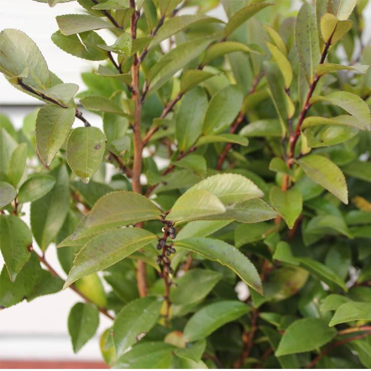 ヒサカキ 苗 【姫榊 （ひさかき）】 5号ポット苗 : 苗木の専門店