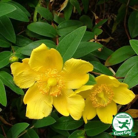 244円 生まれのブランドで ヒペリカム 苗 キンシバイ 5号ポット苗