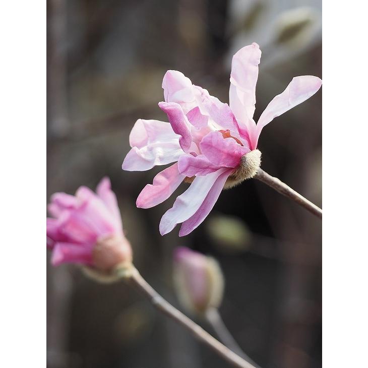 コブシ 苗 ヒメコブシ ピンク 約1 0m 根巻き苗 Tn06 1n150 01 苗木の専門店 グリーンでgo 通販 Yahoo ショッピング