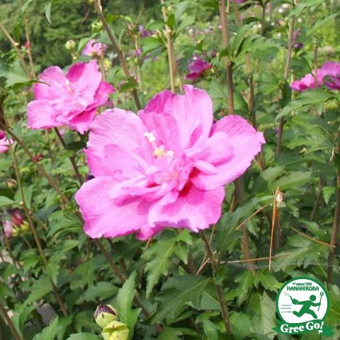 ムクゲ 苗 【紅八重】 5号ポット苗 : 苗木の専門店 グリーンでGO