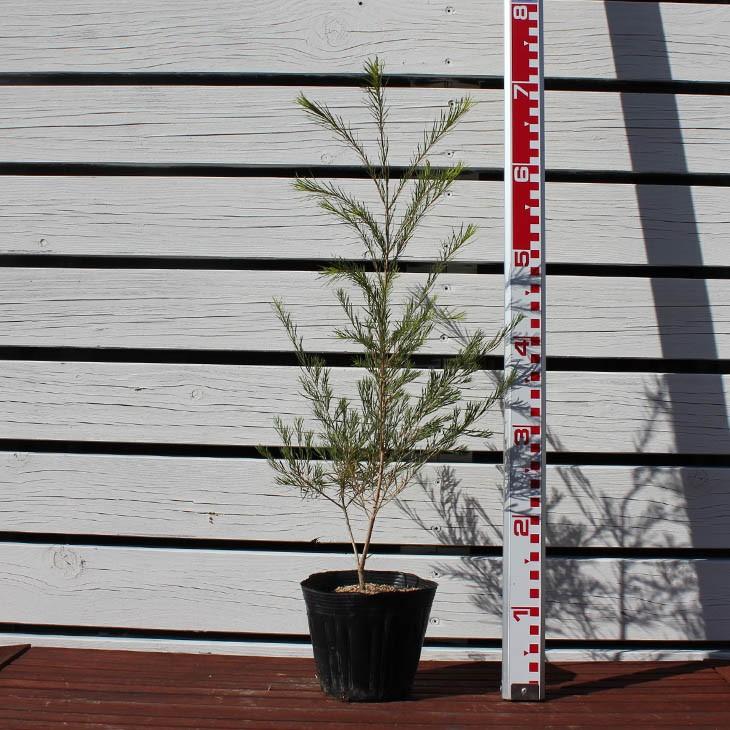 送料無料 メラレウカ ティーツリー 苗 ティーツリー 5号ポット苗 ニーム小袋付き 北海道 沖縄は送料無料適用外です Tn06 213n05p 01 Sm 苗木の専門店 グリーンでgo 通販 Yahoo ショッピング