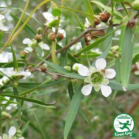 送料無料 メラレウカ ティーツリー 苗 レプトスペルマム 沖縄は送料無料適用外です 北海道 5号ポット苗 レモンティーツリー 新作入荷 ニーム小袋付き