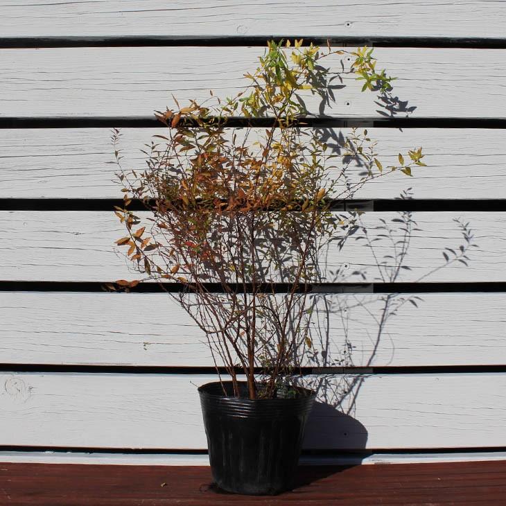 ユキヤナギ 苗 ユキヤナギ 白花 5号ポット苗 Tn06 228n05p 01 苗木の専門店 グリーンでgo 通販 Yahoo ショッピング