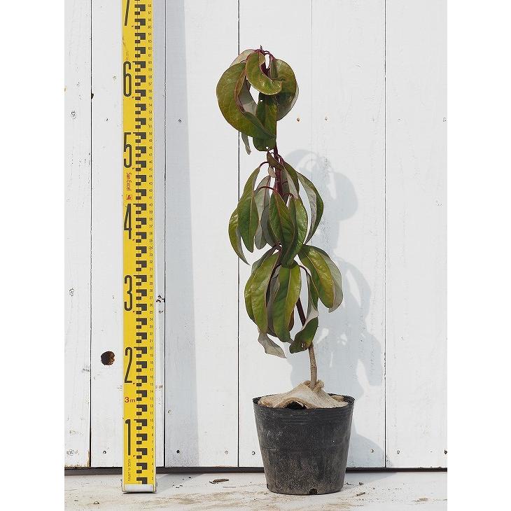 送料無料 ユズリハ 苗 ユズリハ ポット苗 ニーム小袋付き 北海道 沖縄は送料無料適用外です Tn06 229n001 01 Sm 苗木の専門店 グリーンでgo 通販 Yahoo ショッピング