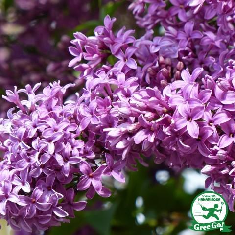 ライラック 苗 【ライラック 紫花】 約1.5m 大苗 : 苗木の専門店