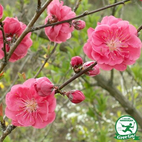 花桃 苗 【矢口 （ピンク花）】 約0.9m 1年生 接ぎ木苗 : 苗木の専門