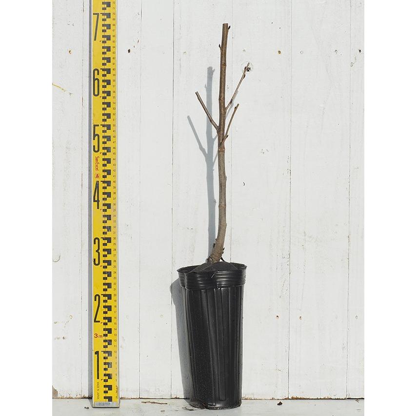 送料無料 花桃 苗木 照手水密 てるてすいみつ 1年生 接ぎ木苗 ニーム小袋付き 北海道 沖縄は送料無料適用外です Tn06 242t001 01 Sm 苗木の専門店 グリーンでgo 通販 Yahoo ショッピング