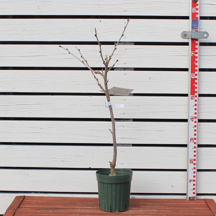 藤 苗 【花藤 （紫花）】 約0.7m ポット苗 : 苗木の専門店