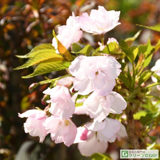◇送料無料◇ 桜 苗木 【八重桜 旭山桜 （あさひやまざくら）】 1年生