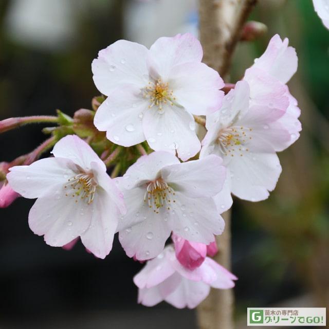 桜 苗木 【御殿場桜 （ごてんばざくら）】 1年生 接ぎ木苗 : 苗木の