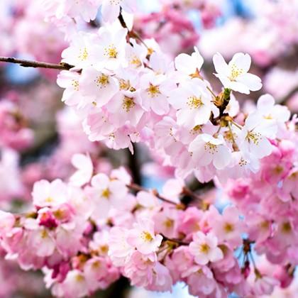 桜 苗木 江戸彼岸桜 えどひがんざくら 1年生 接ぎ木苗 Tn06 264t001 01 苗木の専門店 グリーンでgo 通販 Yahoo ショッピング