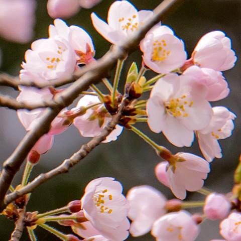 桜 苗木 江戸彼岸桜 えどひがんざくら 1年生 接ぎ木苗 Tn06 264t001 01 苗木の専門店 グリーンでgo 通販 Yahoo ショッピング