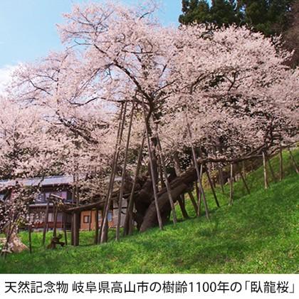 桜 苗木 【江戸彼岸桜 （えどひがんざくら）】 1年生 接ぎ木苗 : 苗木