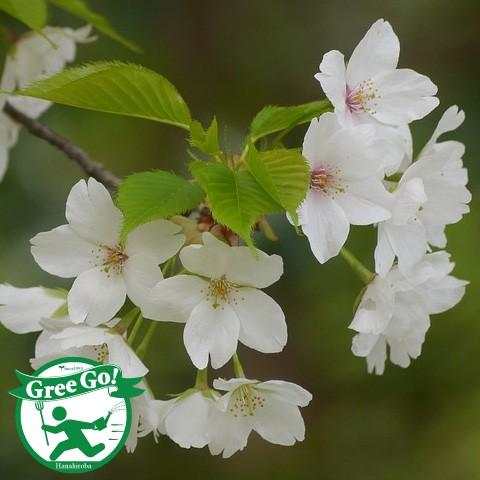 桜 苗木 【山桜 （やまざくら）】 1年生苗 : 苗木の専門店 グリーンで