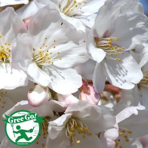 桜苗木 ソメイヨシノ 苗木 しだれ 染井吉野 そめいよしの 1年生 接ぎ木苗 Tn06 268t001 01 苗木の専門店 グリーンでgo 通販 Yahoo ショッピング