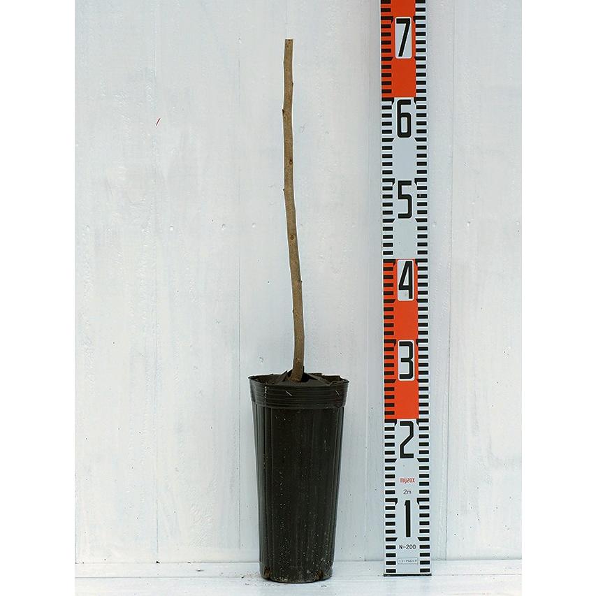 桜の木ソメイヨシノの商品一覧 通販 Yahoo ショッピング