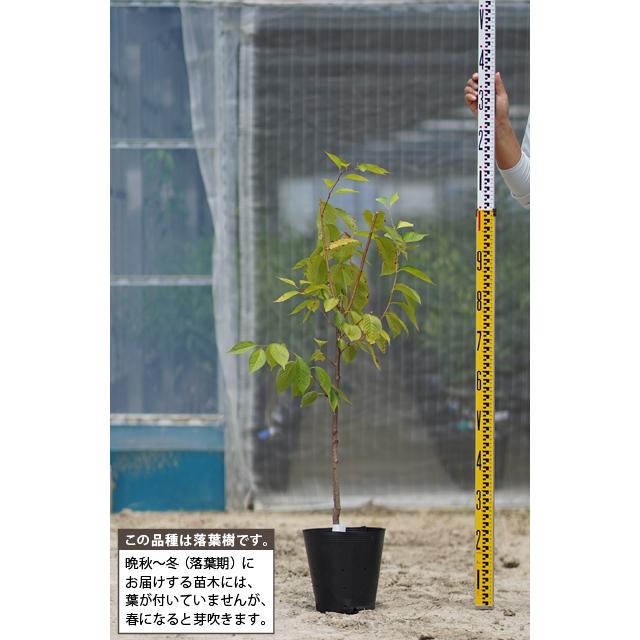 桜苗木 ソメイヨシノ 苗木 【染井吉野 (そめいよしの)】 3年生 接ぎ木 約1.1m 大苗|hanahiroba|03