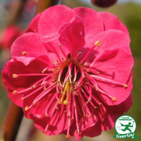 花梅 苗 【鹿児島紅梅 （かごしまこうばい）】 約0.7m 接ぎ木苗