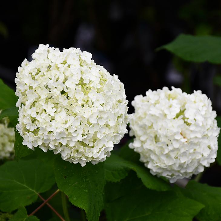 数量限定価格 アジサイ アナベル 苗 ポット苗