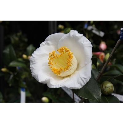 椿 苗木 【加茂本阿弥 （かもほんあみ） 中〜大輪咲き】 2年生 接ぎ木