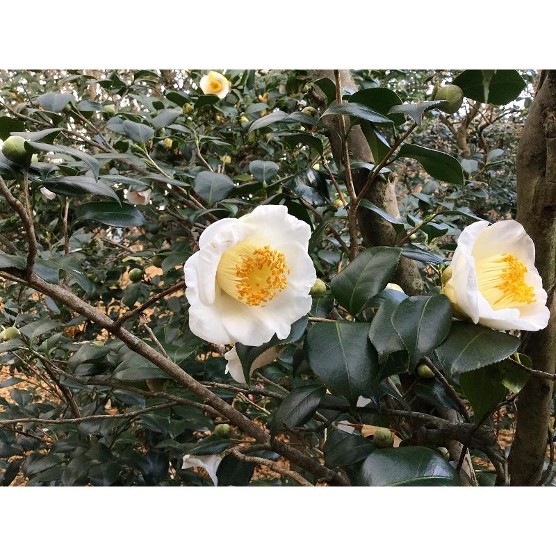 加茂本阿弥（窓の月） かもほんあみ 椿 椿 苗木 【加茂本阿弥 （かも