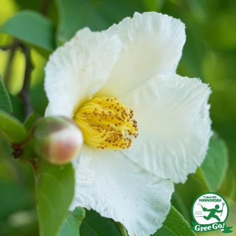 シャラノキ 苗 姫シャラ 白花 約1 3m 株立ち 根巻き苗 Tn06 339n160 01 苗木の専門店 グリーンでgo 通販 Yahoo ショッピング