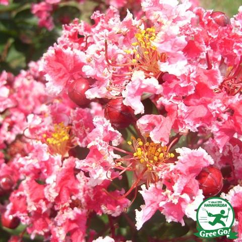 送料無料 サルスベリ 苗 5号ポット苗 ニーム小袋付き 北海道 沖縄