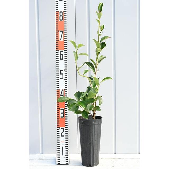 本榊 苗木10本 真榊 榊 さかき サカキ 楽天市場】【榊（サカキ）本榊（ホンサカキ）真榊（マサカキ）】樹高