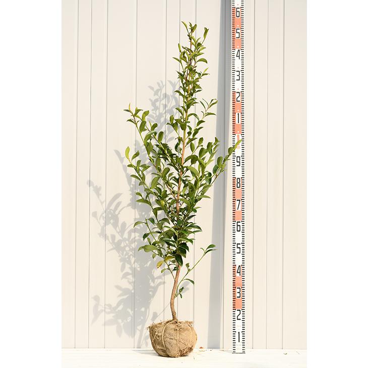 本榊 苗木10本 真榊 榊 さかき サカキ 楽天市場】【 単 品 】 サカキ （ホンサカキ） 本榊 樹高0.6m前後 15cm